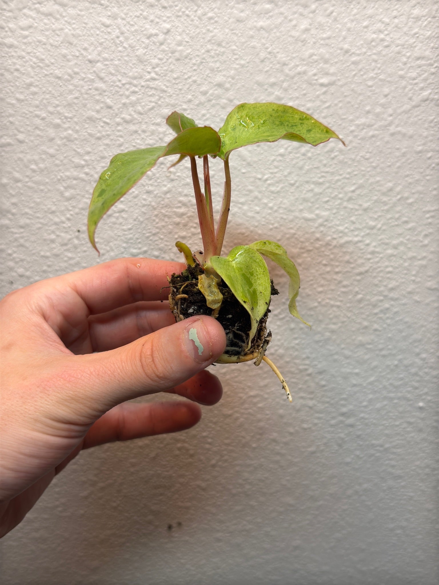 Plug pack 4 plants random image 9