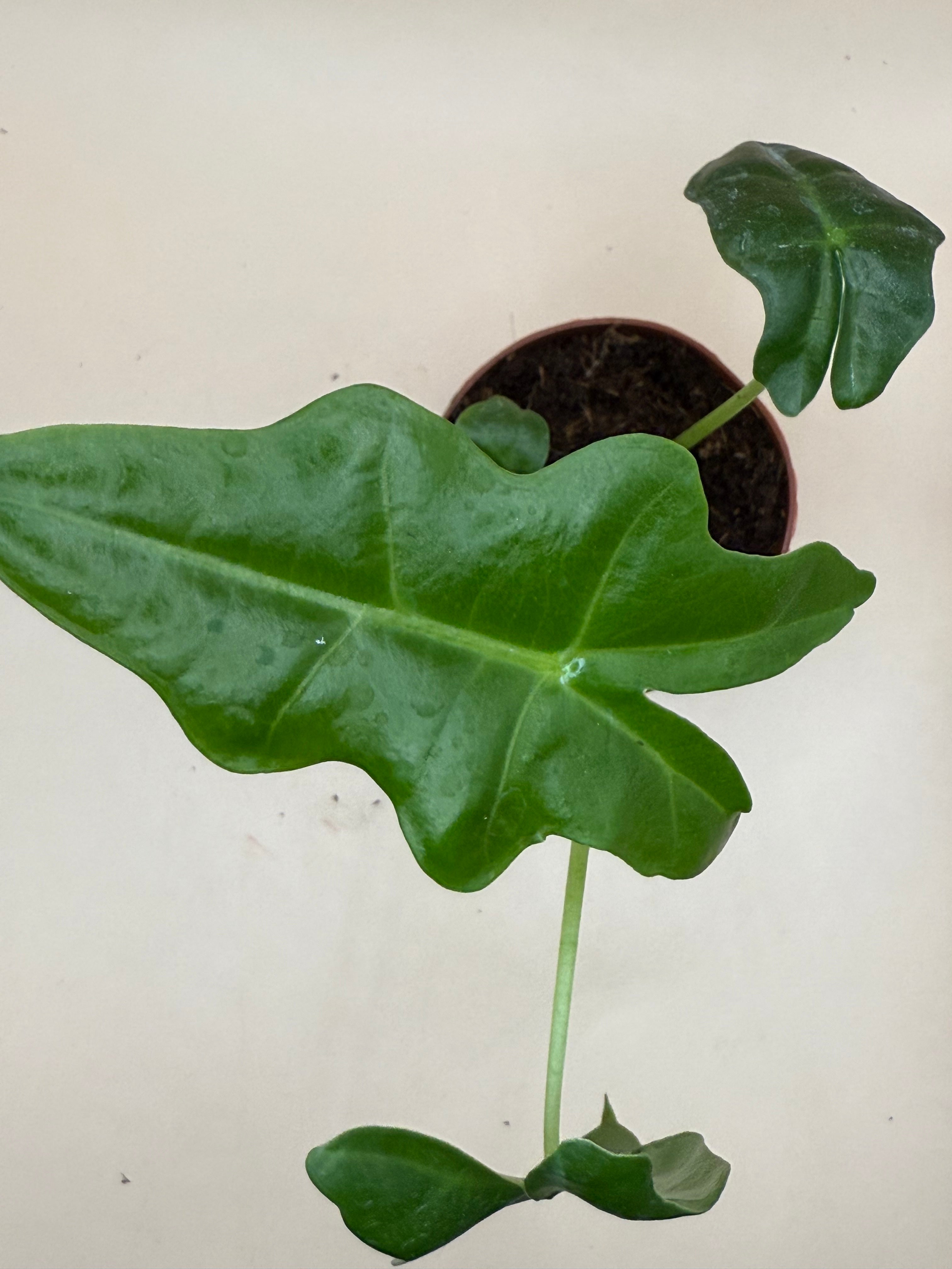 Alocasia Portei 2" image 1