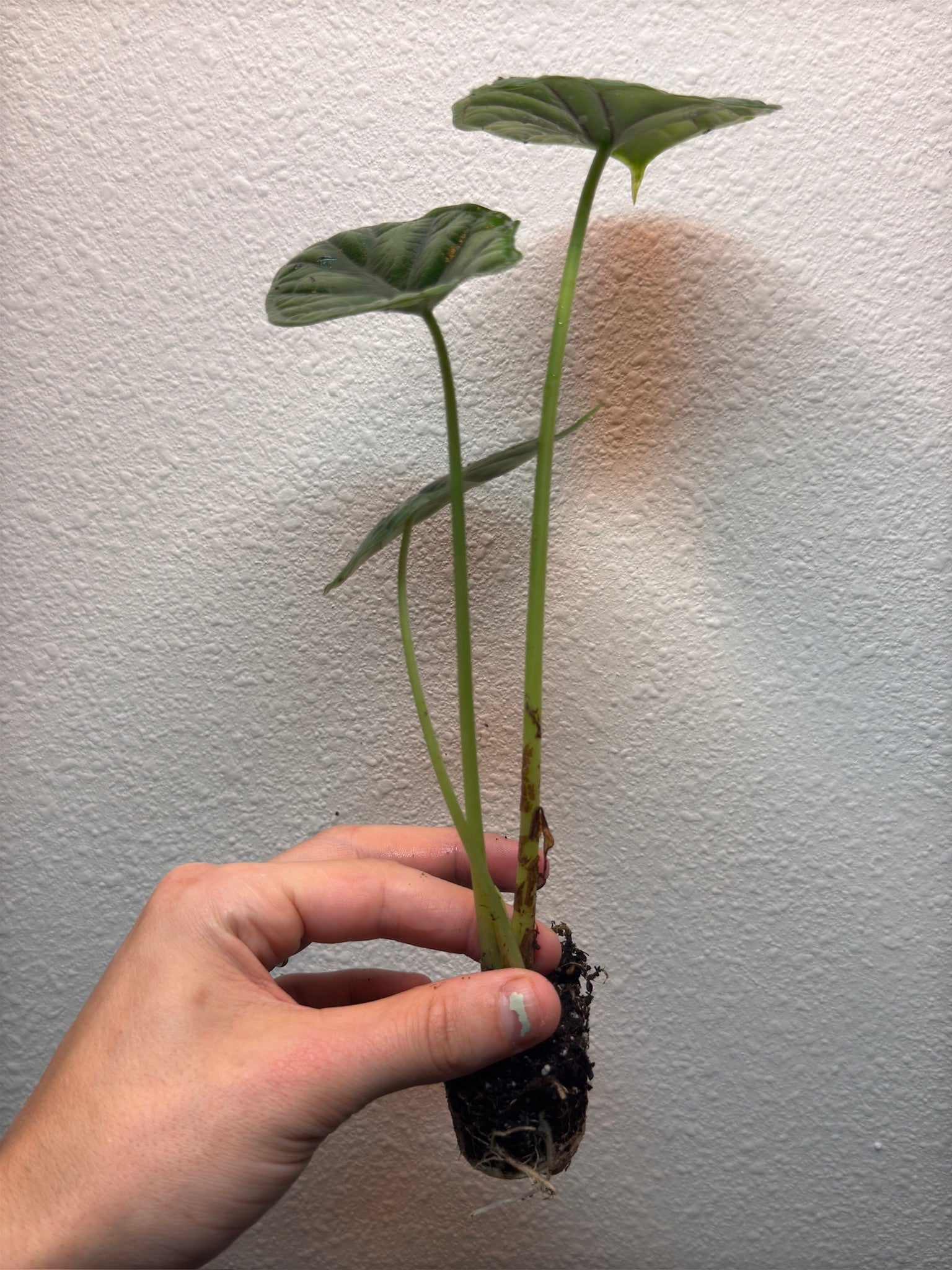 Plug pack 4 plants random image 4