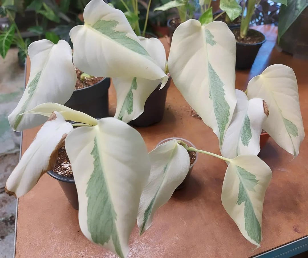 Monstera Lava Monster TC ships 1/7 | Jacksbs