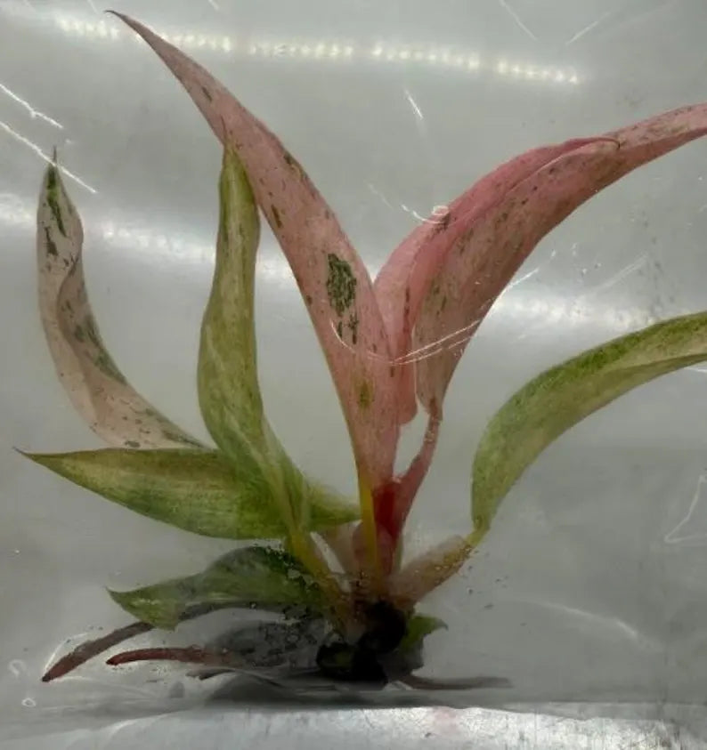 Pink Caramel Marble TC Ships 1/7